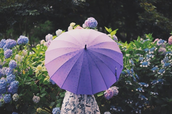 雨上がりのカタツムリ