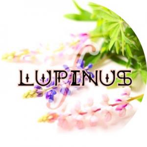 Lupinus