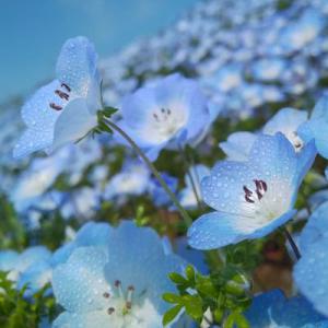 皇島氷湖