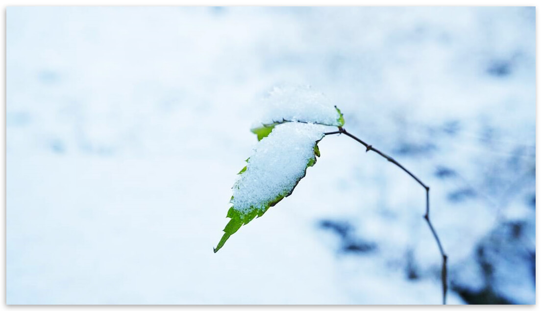 雪華