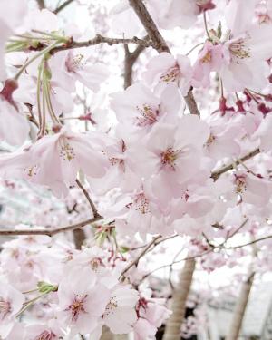 桜木春希