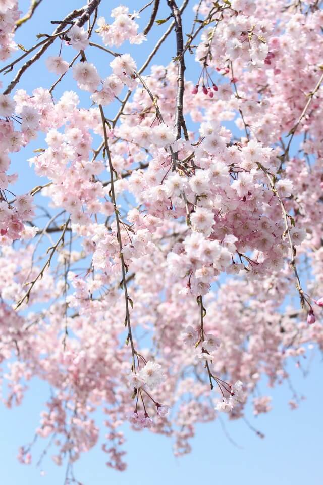 零れ桜　