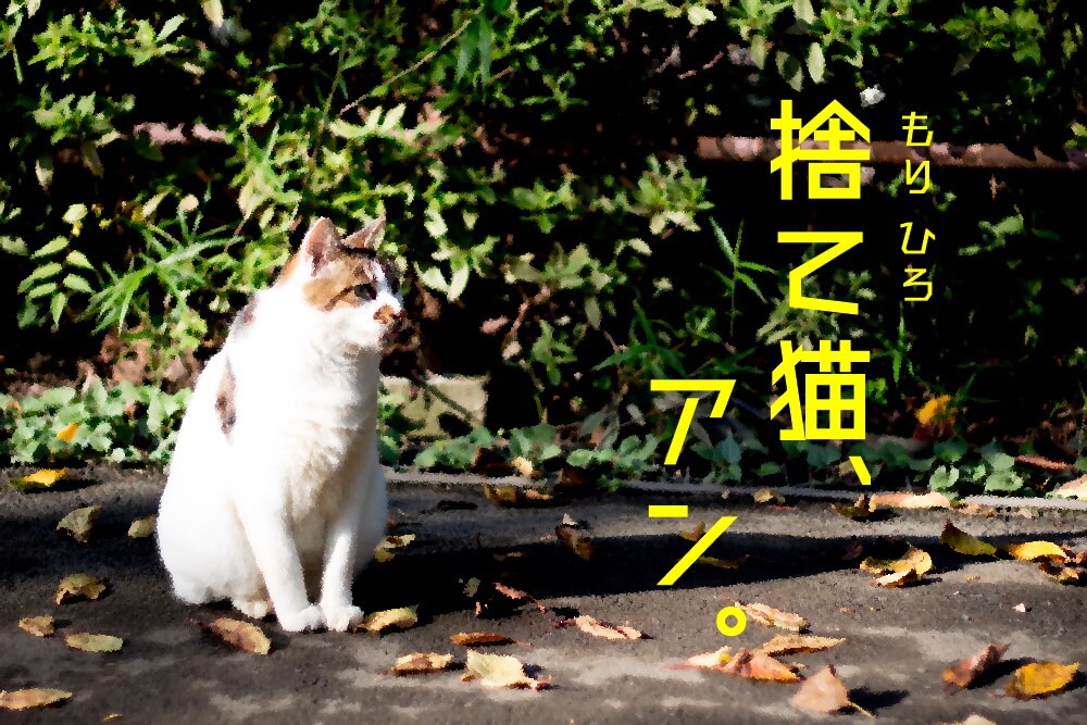 捨て猫、アン。