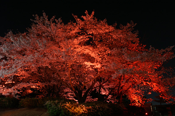 夜桜～誓いの呪い～