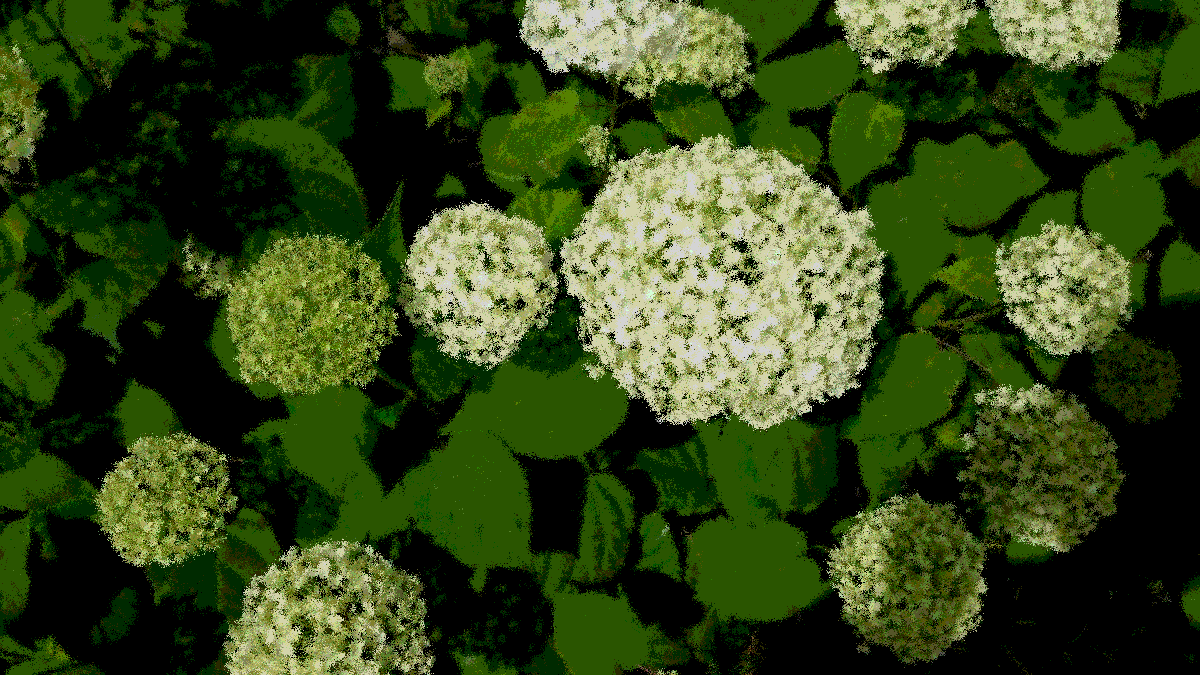 螢は紫陽花にとまる