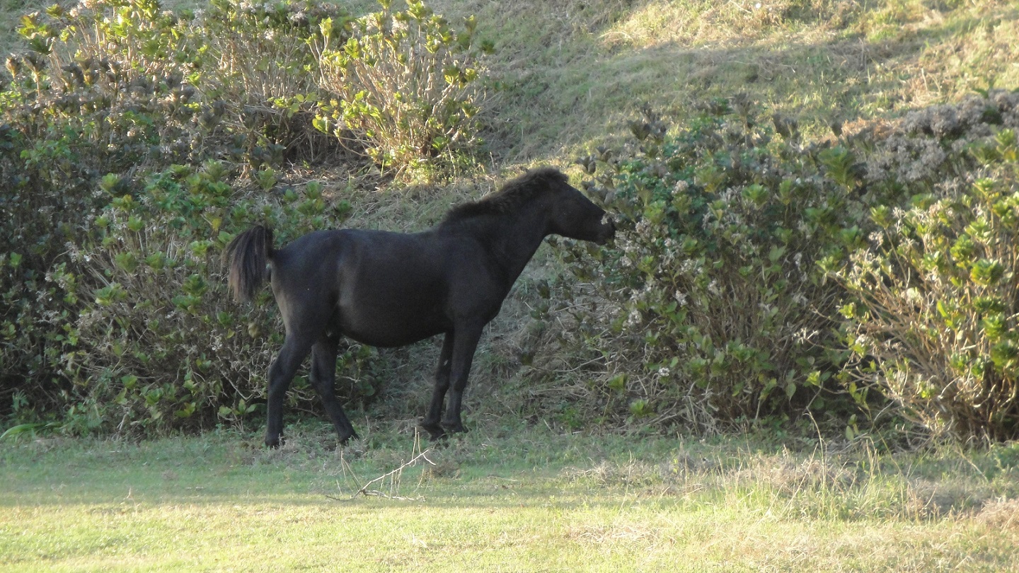 「ひたすらに南を目指し走り来て　岬の涯に野生馬を見る」