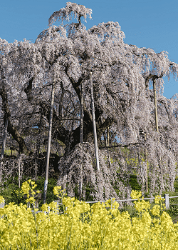 桜見た日に夢も見る