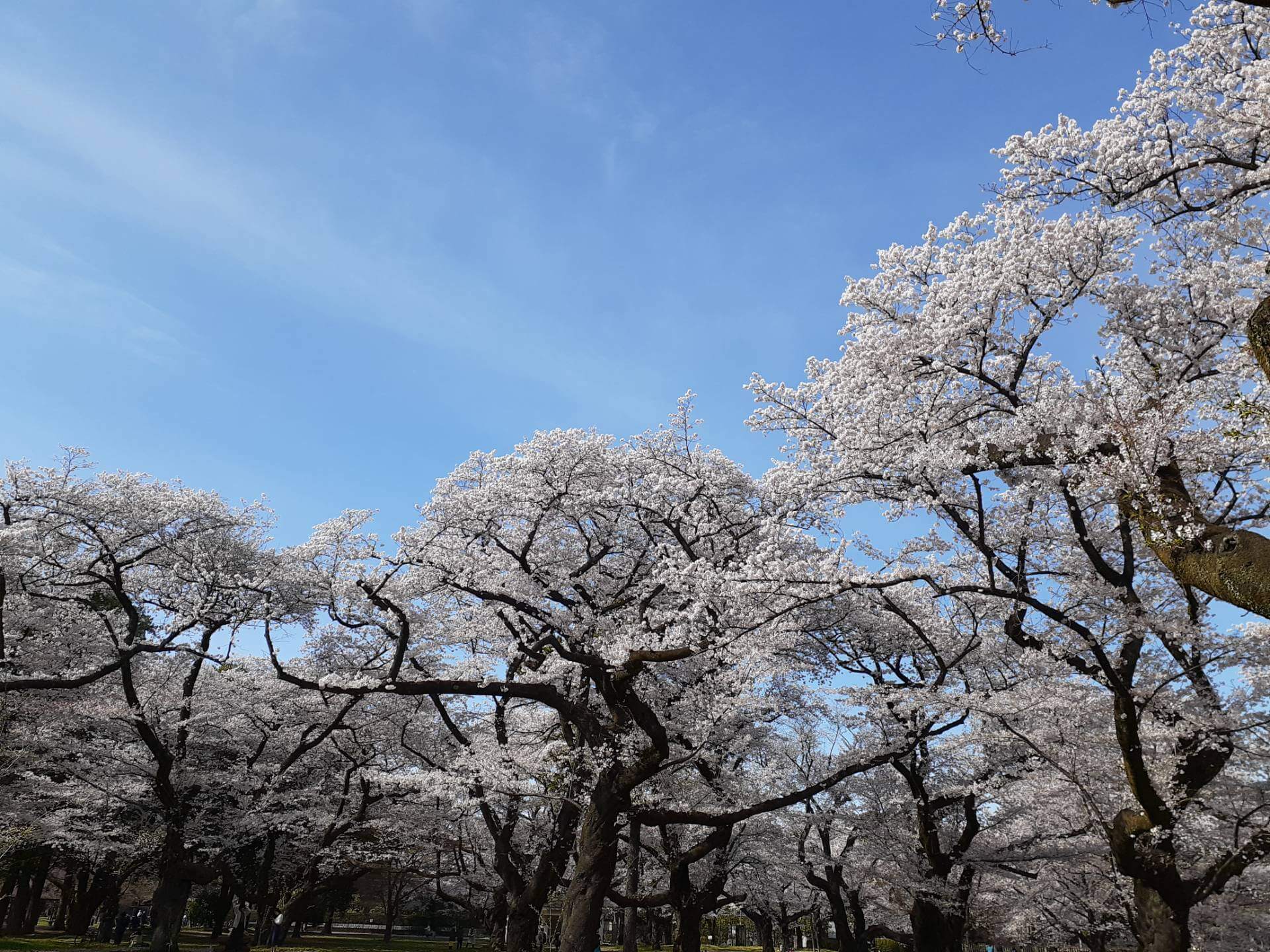 弥生日日草