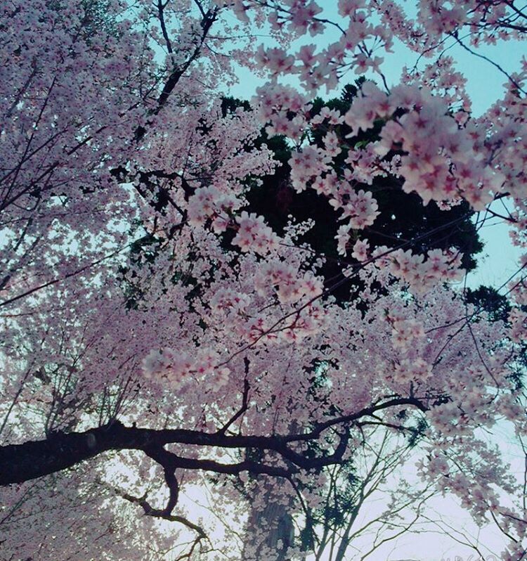 メールと桜