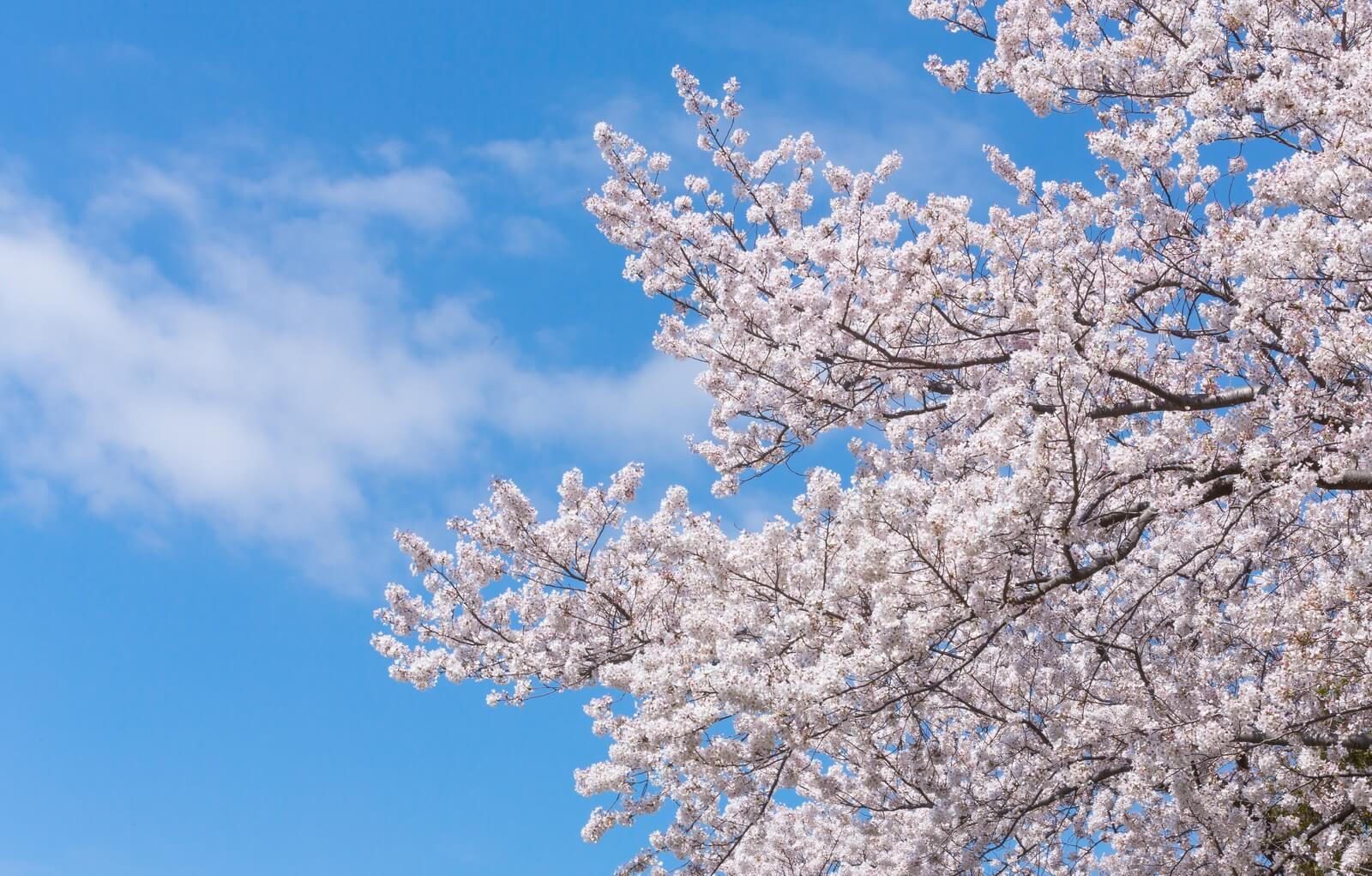 早く桜が咲けばいい