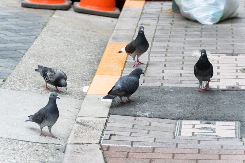 明日はどっちだ