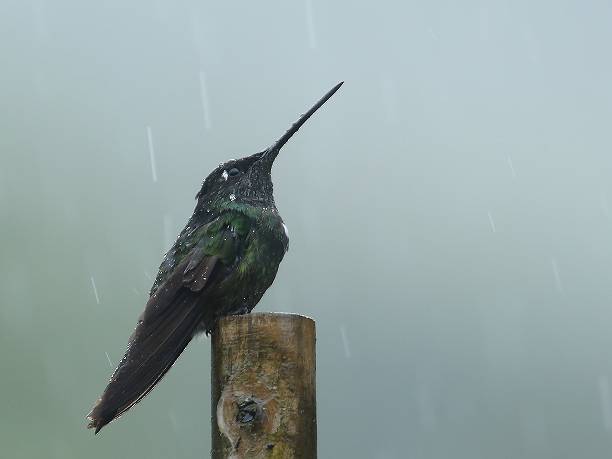 ぱらぱら雨