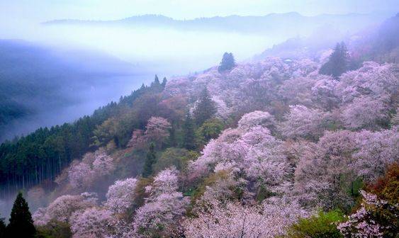 吉野山の桜