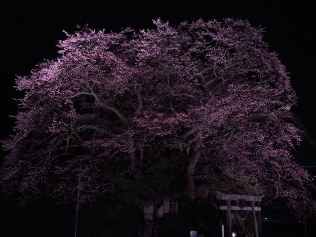 夜桜奇談