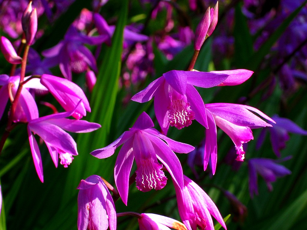 シランの花