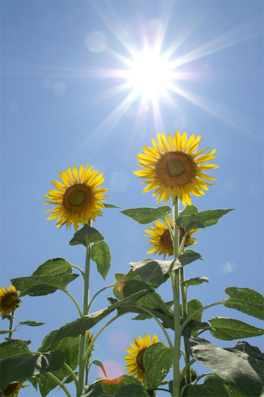 ひまわりと太陽