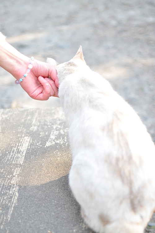 ある日の僕と猫暮らし