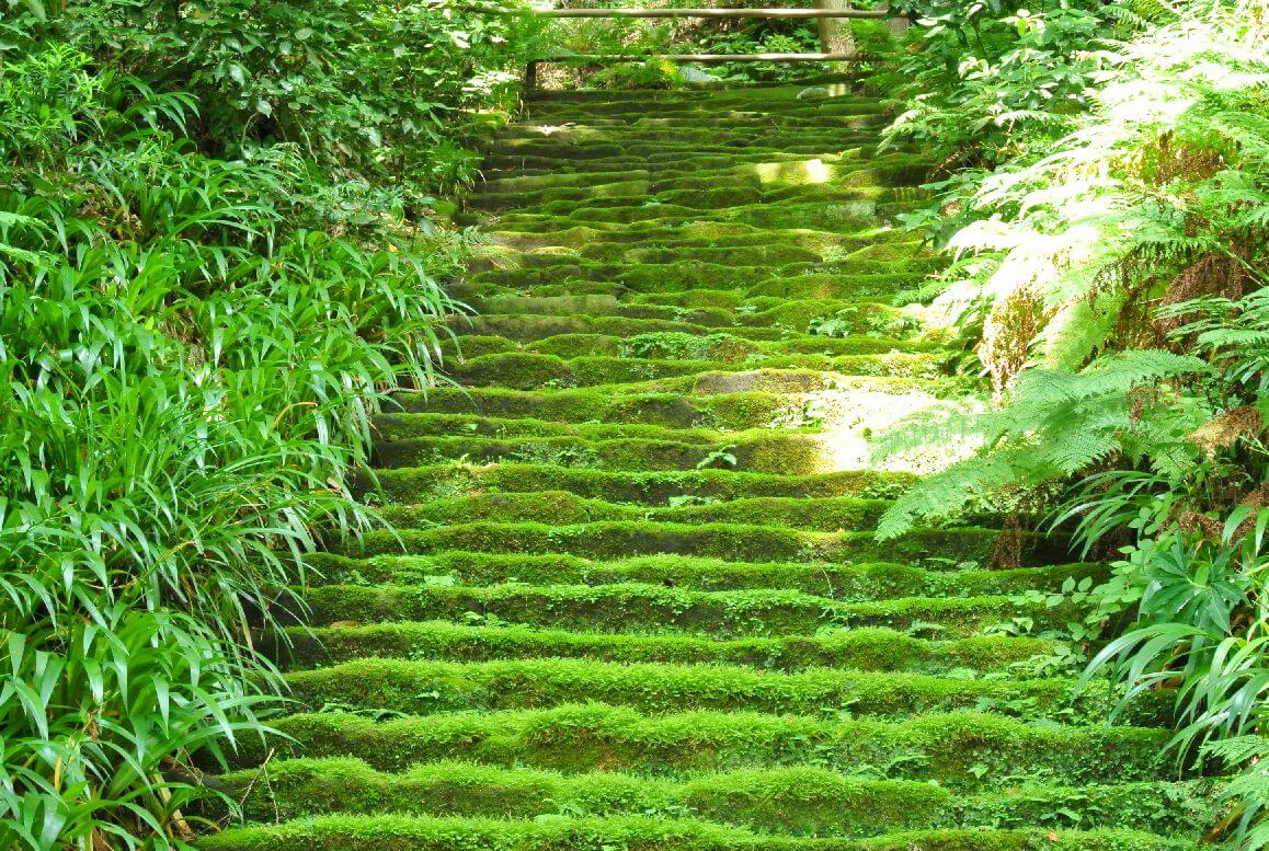 苔寺