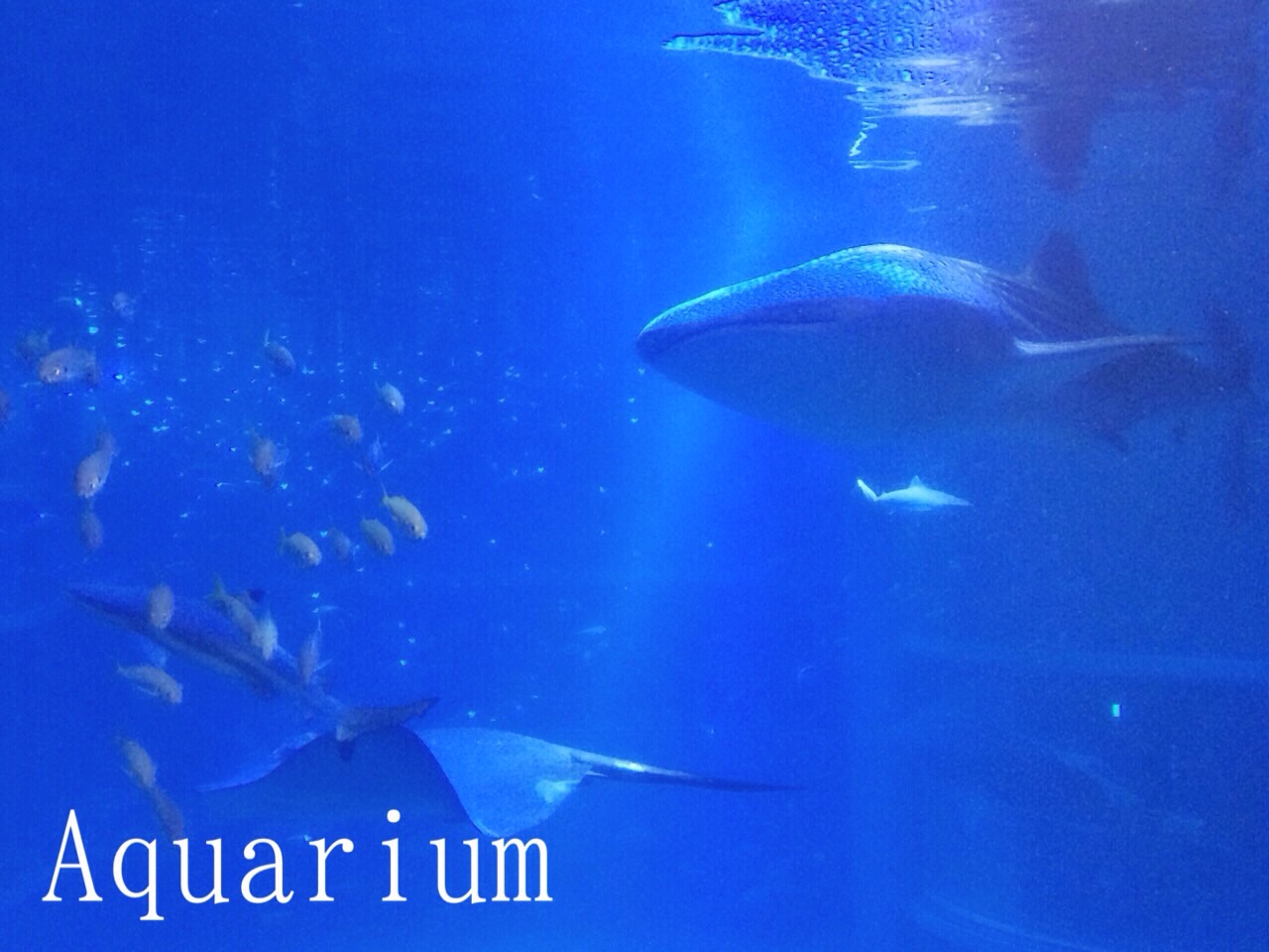 Aquarium