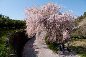 レンブラントと枝垂れ桜