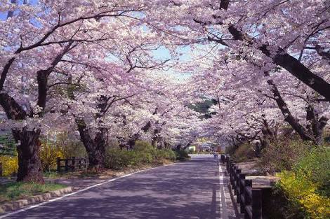 桜の再会