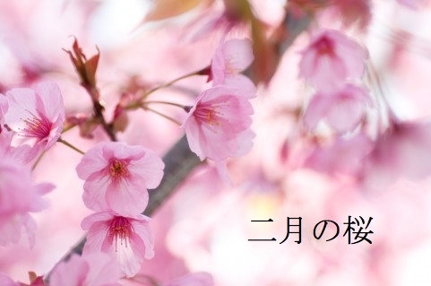 二月の桜