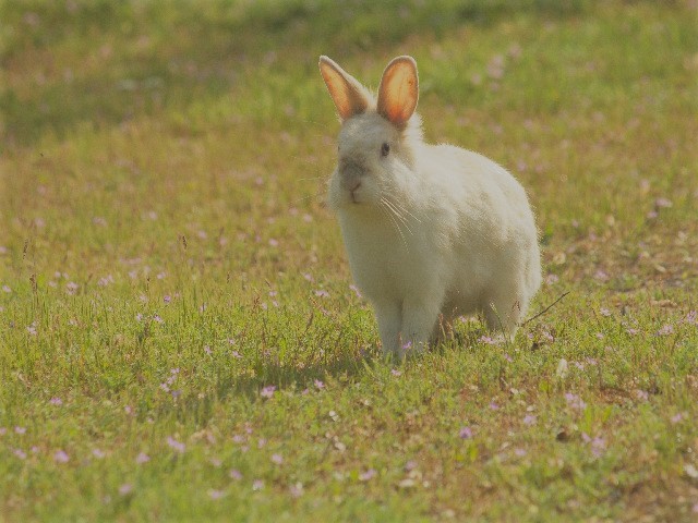 勇敢なレナード